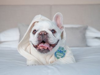 dog in bed in hotel room