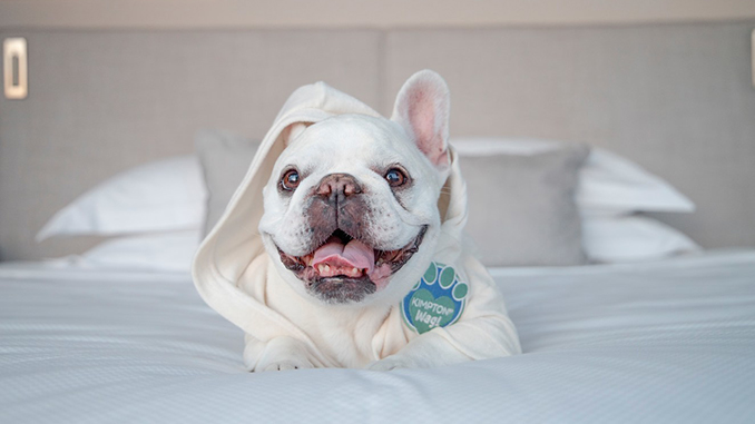 dog in bed in hotel room