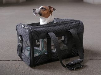 dog in carry-on travel bag