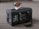 dog in carry-on travel bag