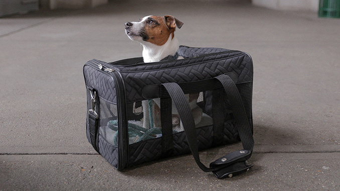 dog in carry-on travel bag