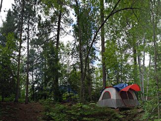 forest tent camping