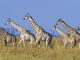 Group of maasai giraffes