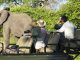 Group of tourists on safari watching elephant